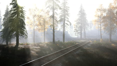 Leere-Eisenbahn-Fährt-Morgens-Durch-Nebligen-Wald